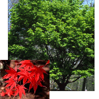 Japanese Maple Tree