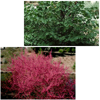 California Redbud Tree