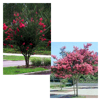 Hybrid Crape Myrtle Tree