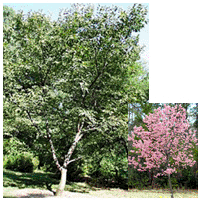 Japanese Flowering Cherry Tree