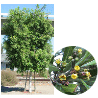 Swamp Myrtle Tree