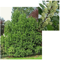 Carolina Laurel Cherry Tree